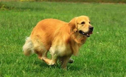 平安大爷爆料金毛视频,金毛犬视频背后的惊人真相